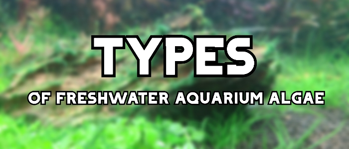 types of freshwater aquarium algae header
