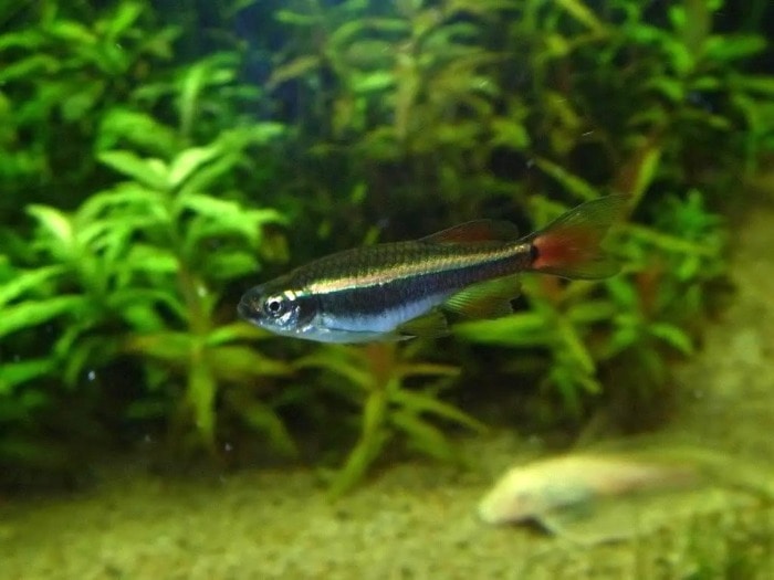 white cloud mountain minnow