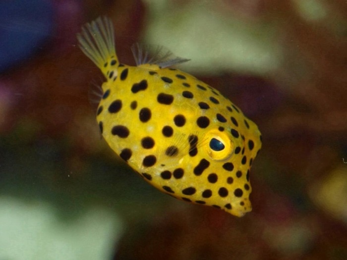 yellow boxfish