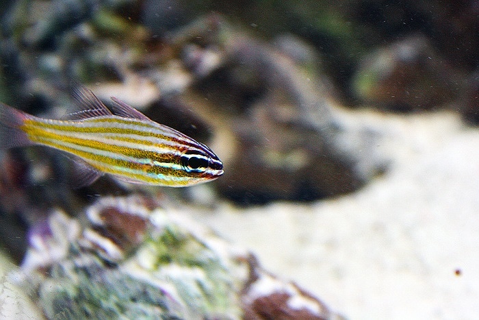 yellow striped cardinalfish