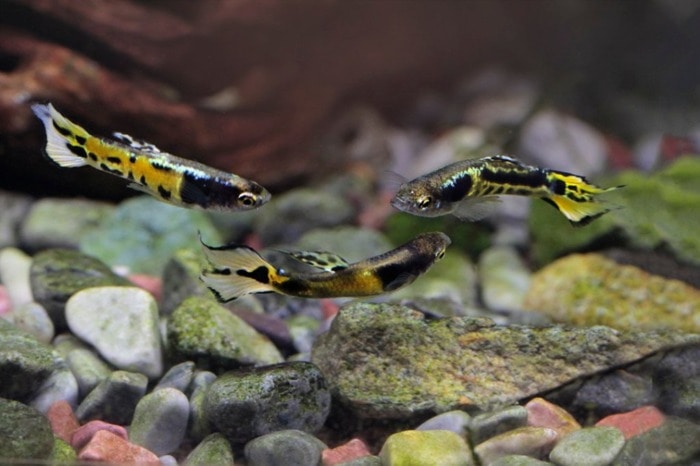 yellow tiger endlers