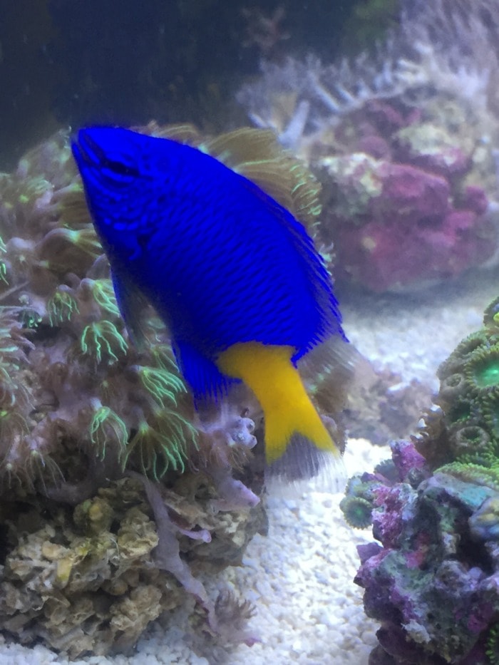 yellowtail damselfish