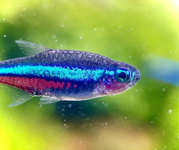 adult neon tetra