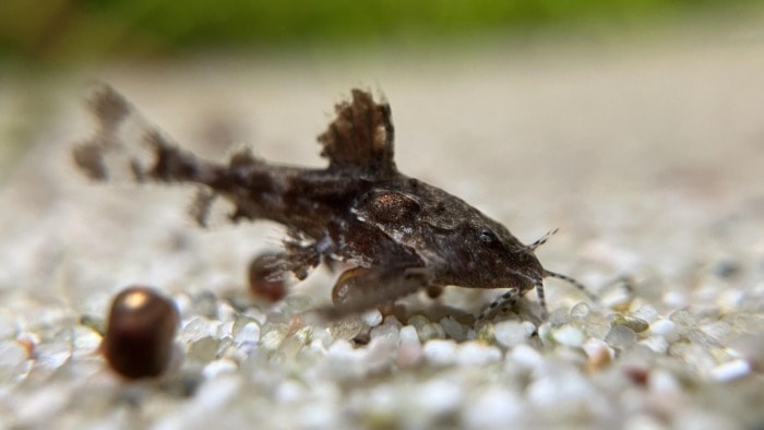 An Asian stone catfish looking for food on the bottom of its tank