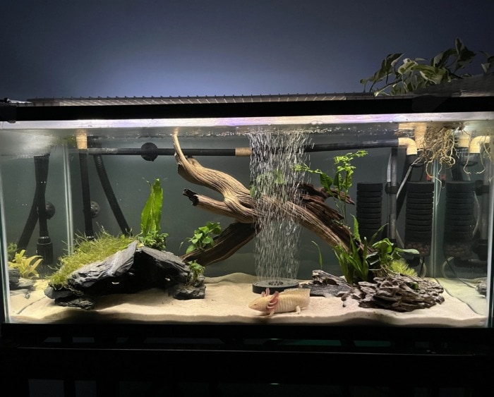 axolotl tank size