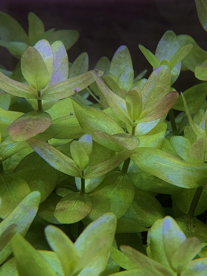 bacopa caroliniana