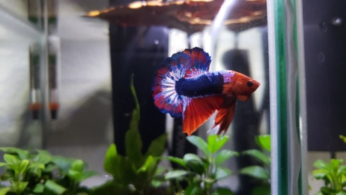 betta kachen worachai