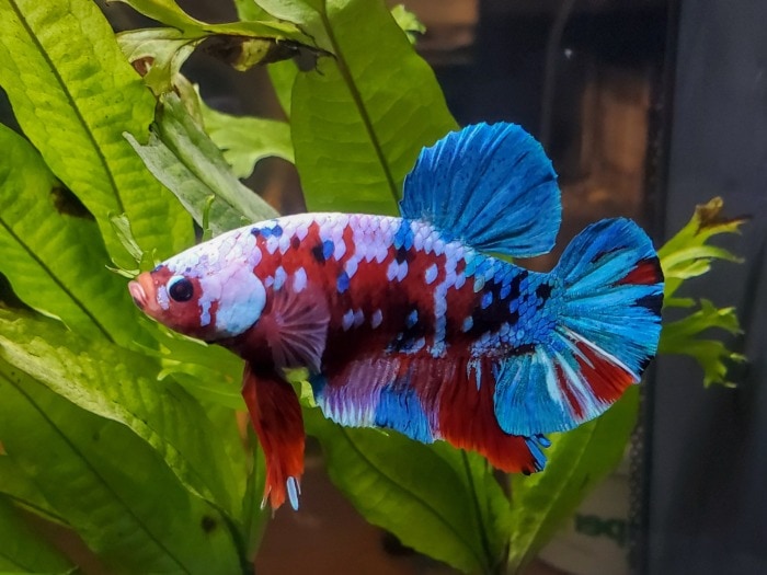 betta marble coloration