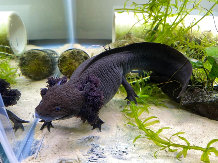 А black melanoid axolotl hanging out on the bottom of its tank