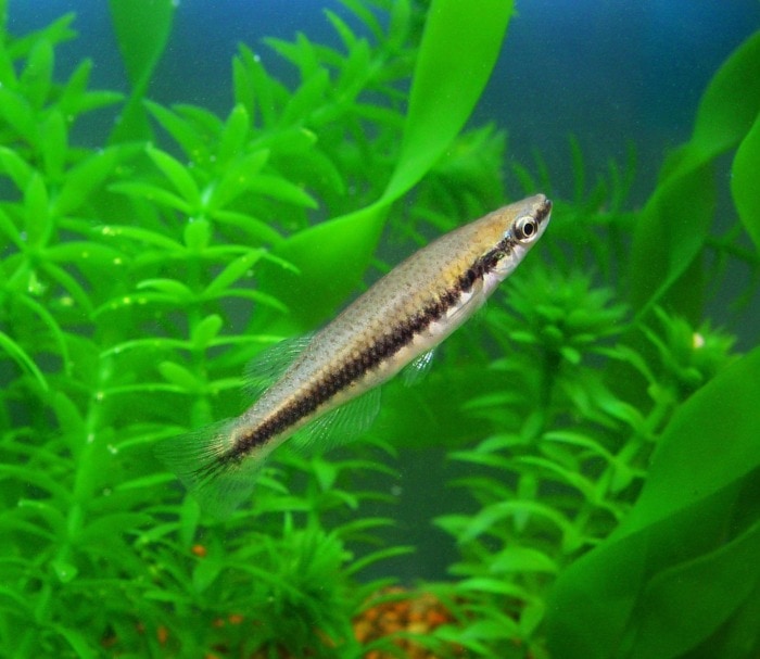 blackstripe topminnow