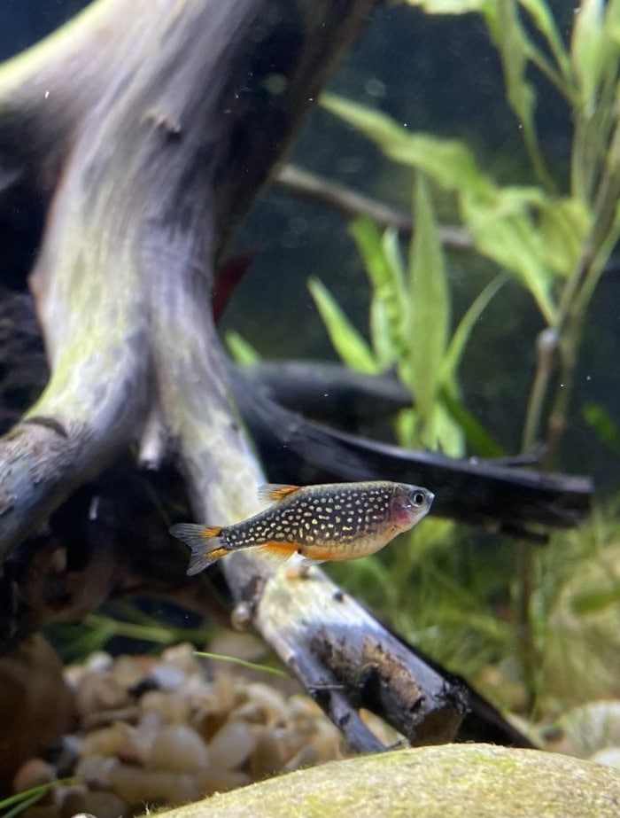 A Celestial pearl danio passing by a driftwood piece in an aquarium