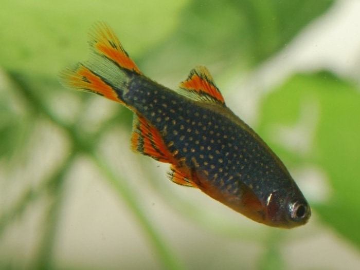 celestial pearl danio