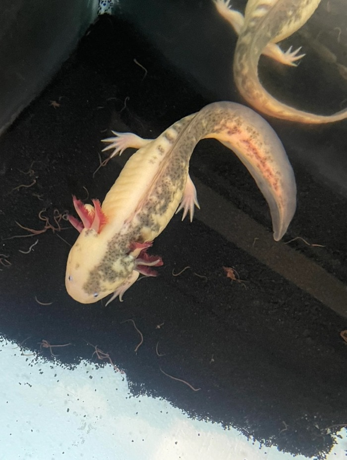 А top-down view of a chimera axolotl which shows the color pattern splits in two right in the middle of the salamander's body