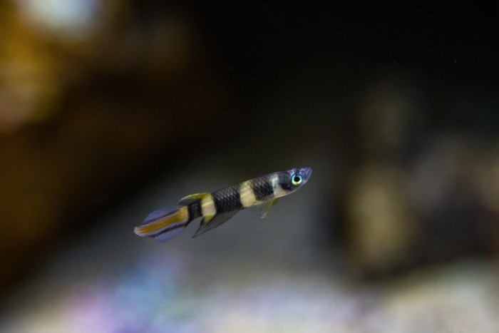 A Clown killifish swimming on a blurry background
