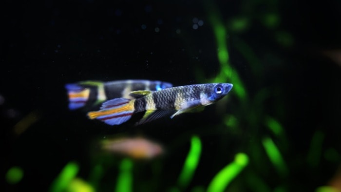 clown killifish