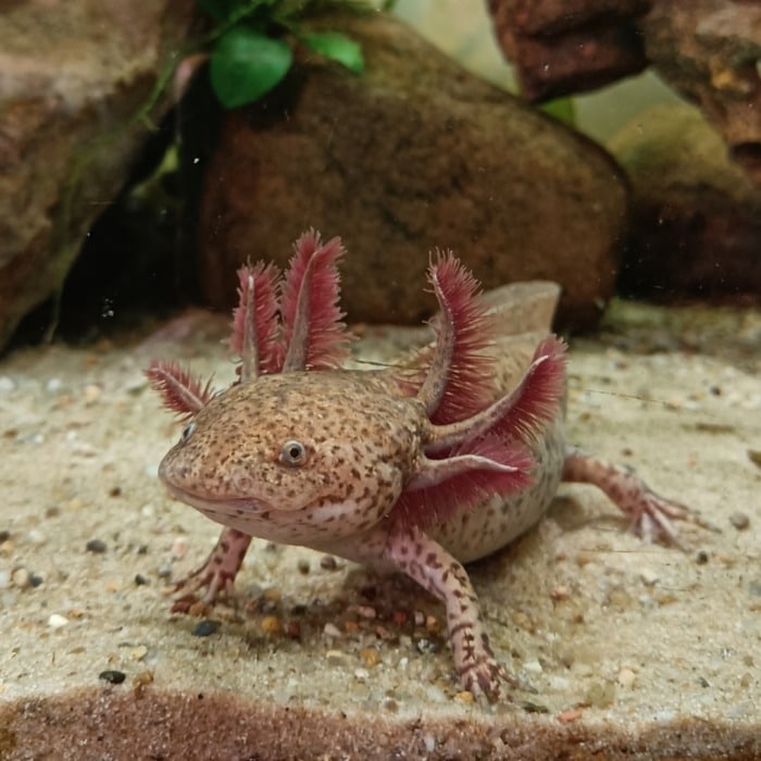 А copper axolotl on a similarly-colored substrate, showing its camouflage skills