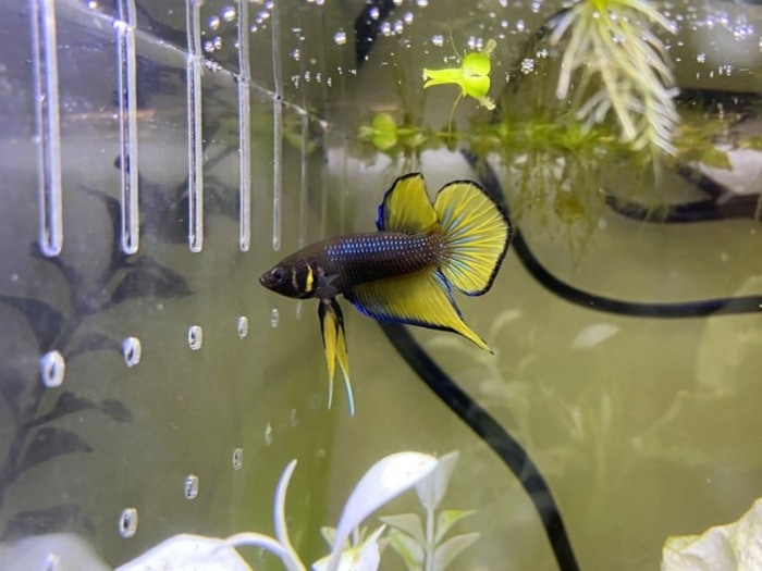 designer yellow wild betta