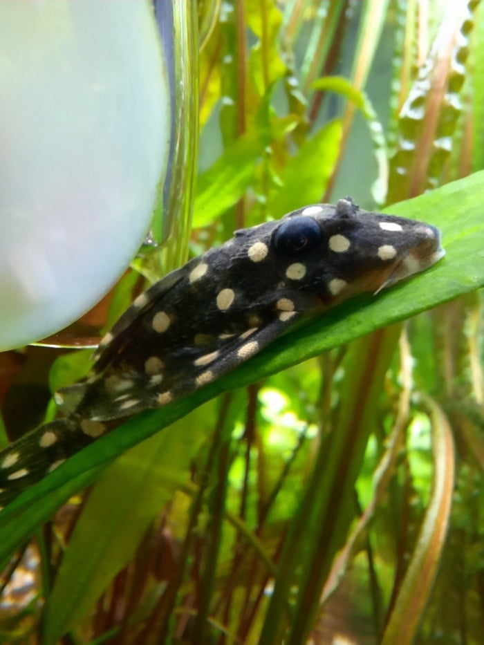 A Snowball pleco hanging out on a leaf in a planted aquarium