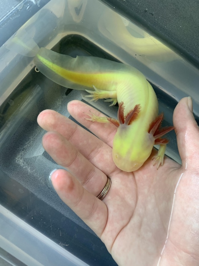 А green fluorescent protein axolotl trying to climb the palm of its owner