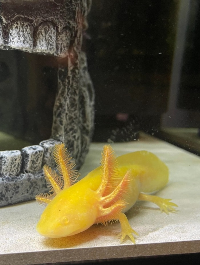А golden albino axolotl taking a rest in front of a skull-shaped aquarium decor piece