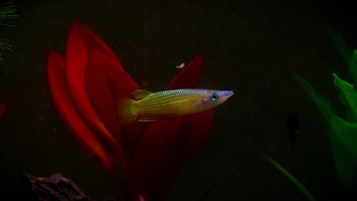 golden wonder killifish