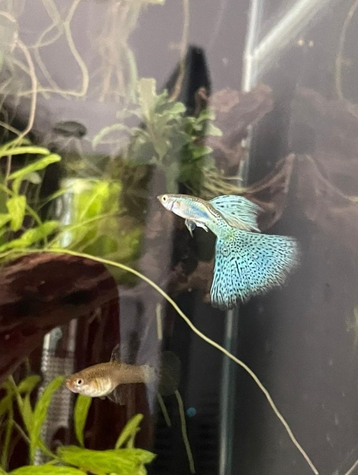 A turquoise spotted male guppy swimming next to a dull-colored female guppy