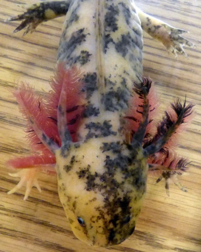 А top-down view of a Harlequin axolotl which shows this morph's unique masked appearance and patterns