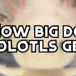 how big do axolotls get header