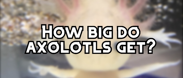 how big do axolotls get header