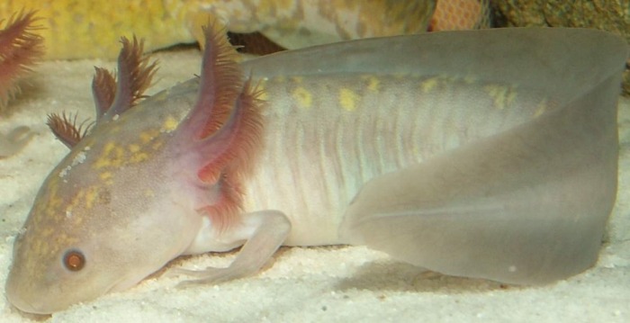 Тhe rare hypomelanistic melanoid axolotl inspecting the white sand in its tank