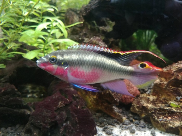 A Kribensis dwarf cichlid showing off its bright and varied colors