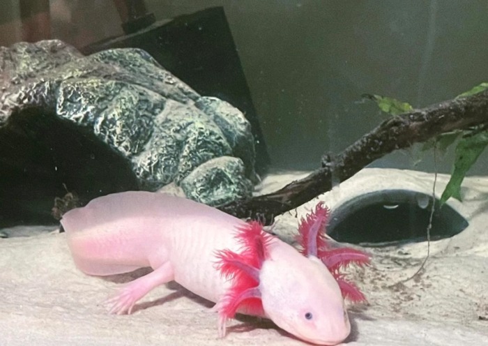 А pink leucistic axolotl with purple gills rating near its decorative cave and a piece of driftwood