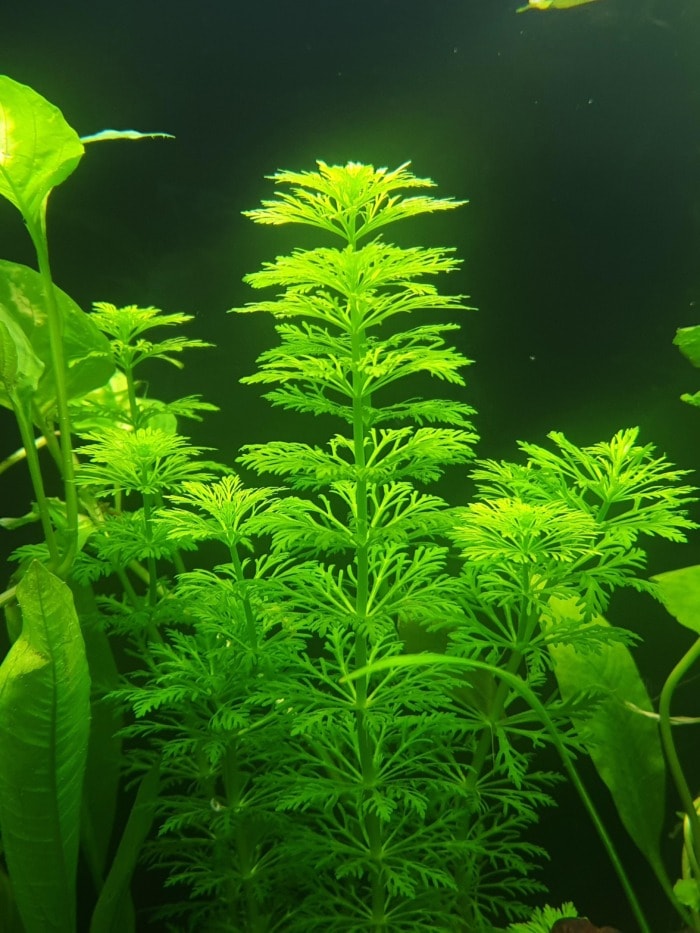 limnophila sessiliflora