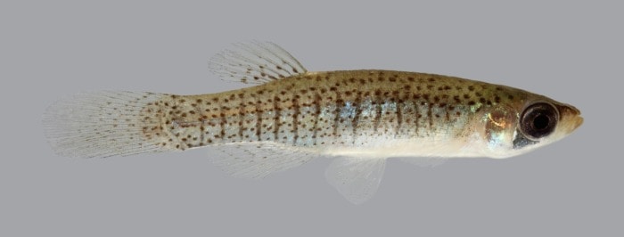 lined topminnow