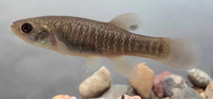 mummichog