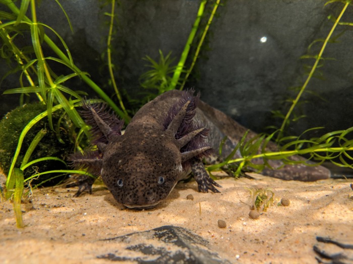 А dark-brown wild type axolotl crawling among some aquatic plants on the aquarium's substrate