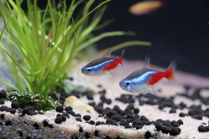 neon tetra breeding pair