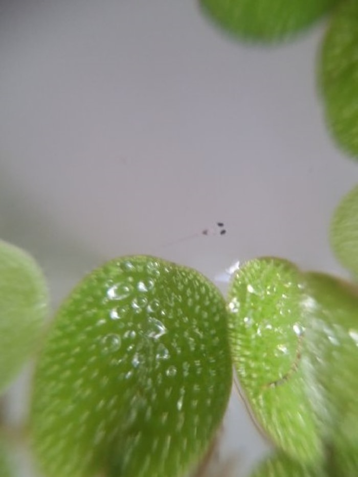 neon tetra fry eight days old