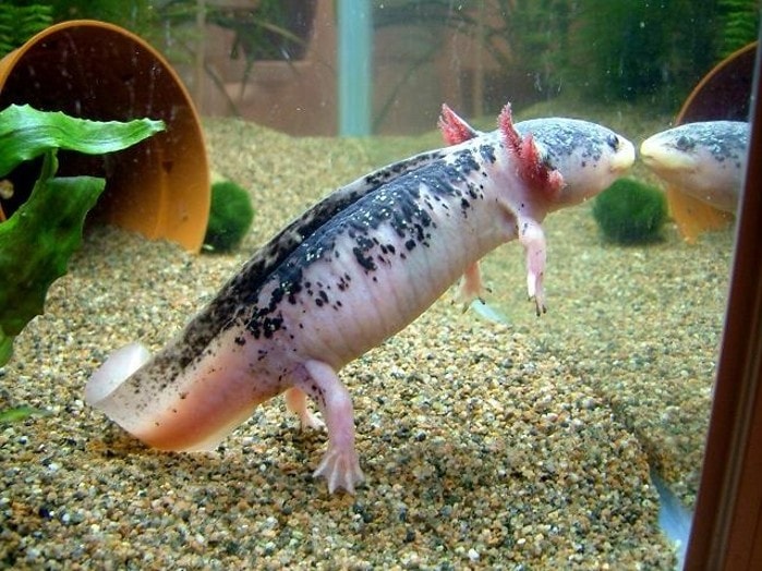 А pink-to-white piebald axolotl with dot-like black patterns on its back is staring at its reflection in the aquarium's glass