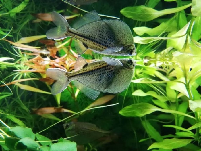 A Pygmy hatchetfish hanging out near the aquarium's surface