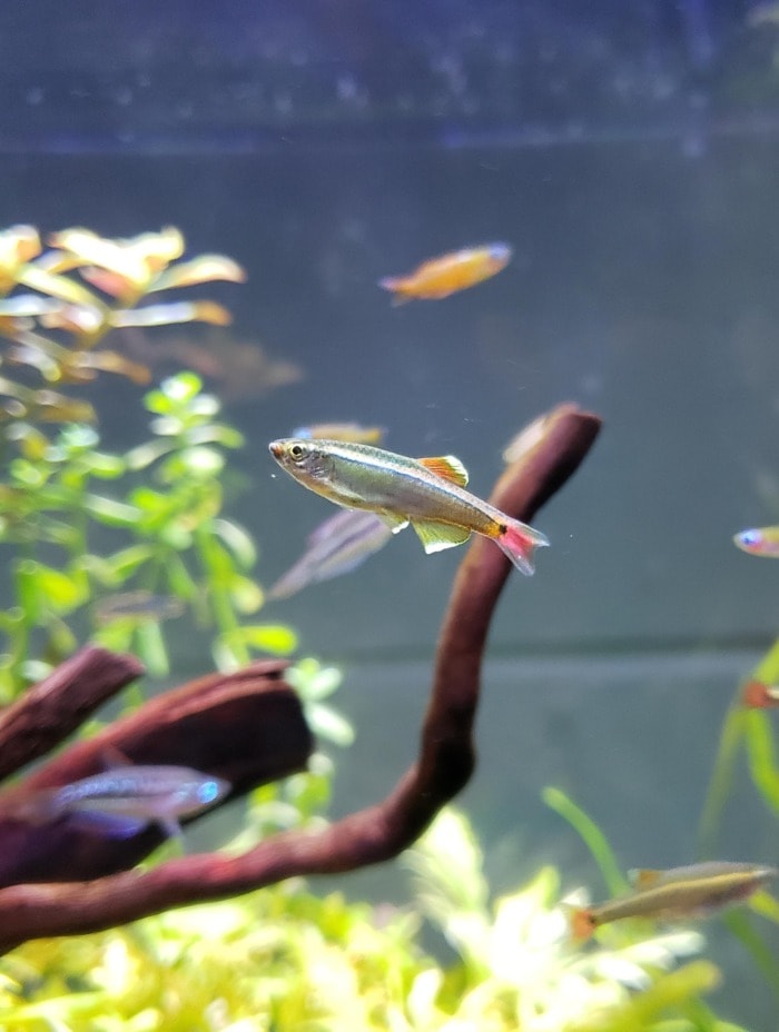 white cloud mountain minnow