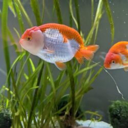 White string poop hanging from my fish? (causes + tips)