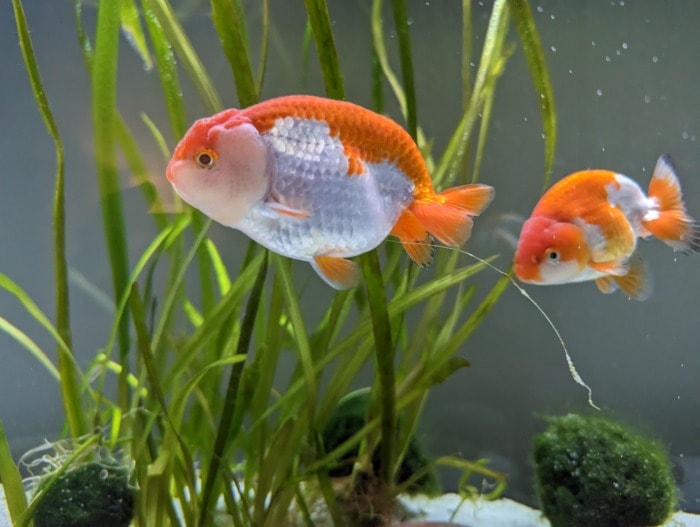 white stringy goldfish poop