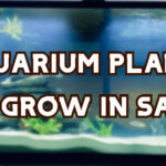 aquarium plants sand header