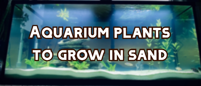 aquarium plants sand header