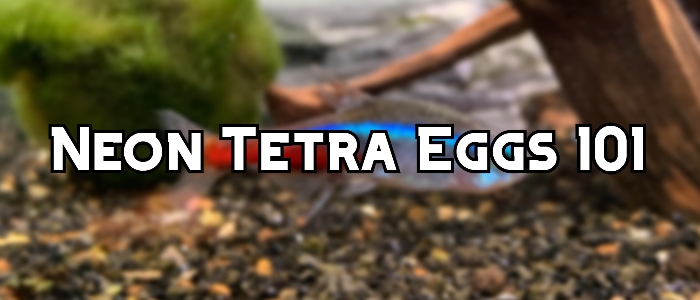neon tetra eggs header