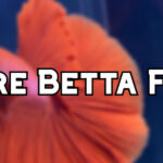 rare betta fish header