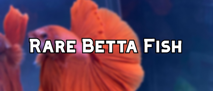 rare betta fish header