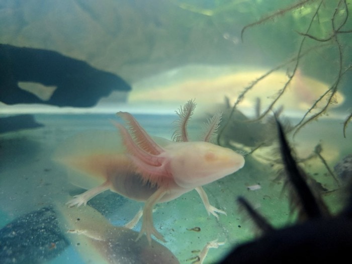 Аn albino axolotl that is almost entirely white and is somewhat transparent in a bare-bottom aquarium