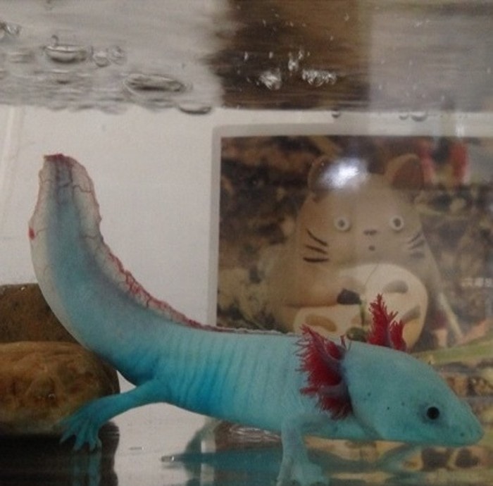 An artificially dyed axolotl with an unnatural light blue color and bright red gills